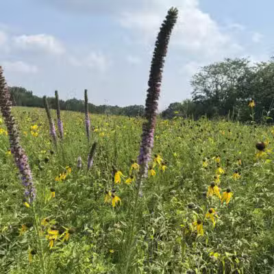 Kress Farm Garden Preserve - Hillsboro, MO