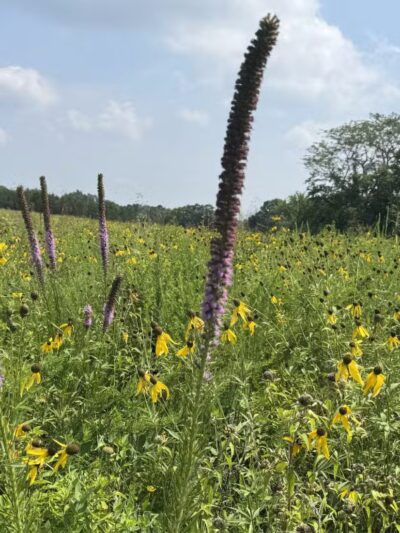 Kress Farm Garden Preserve - Hillsboro, MO
