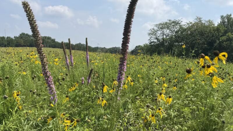 Kress Farm Garden Preserve - Hillsboro, MO