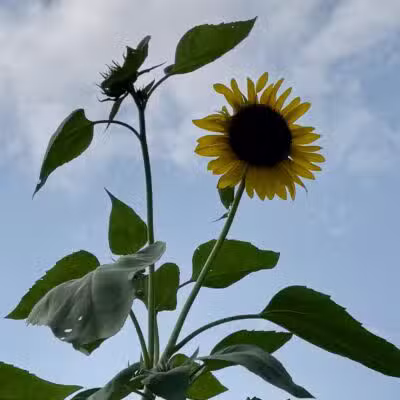 Kress Farm Garden Preserve - Hillsboro, MO
