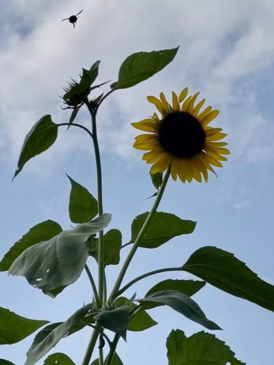 Kress Farm Garden Preserve - Hillsboro, MO