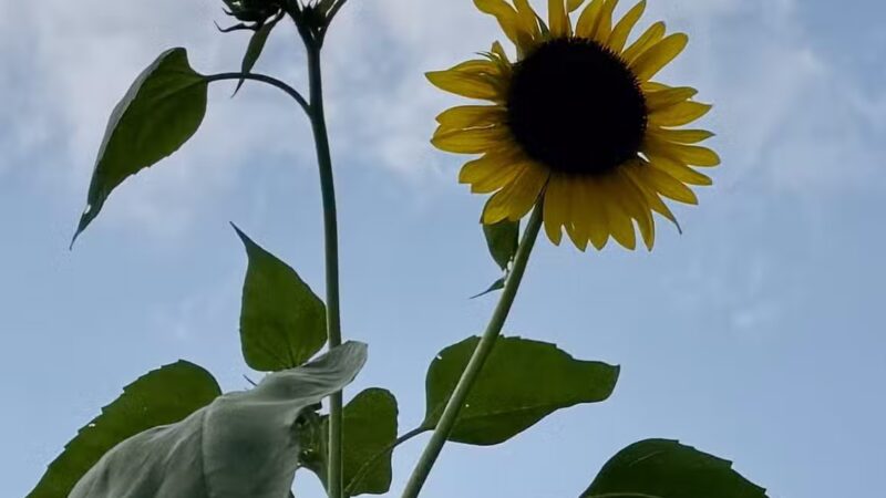 Kress Farm Garden Preserve - Hillsboro, MO