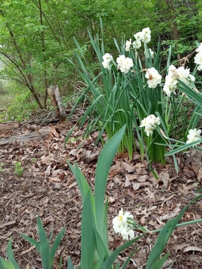 Bagpipe Paradise and DEI Sanctuary - Hillsboro, MO