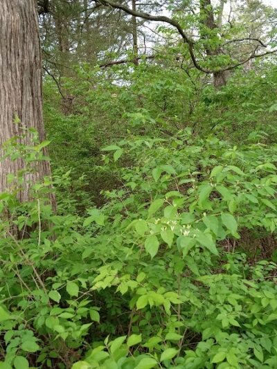 Bagpipe Paradise and DEI Sanctuary - Hillsboro, MO