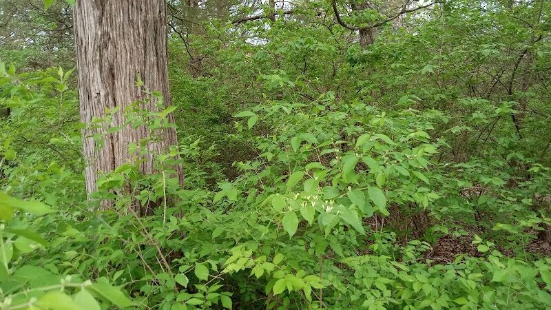 Bagpipe Paradise and DEI Sanctuary - Hillsboro, MO