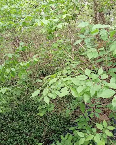 Bagpipe Paradise and DEI Sanctuary - Hillsboro, MO