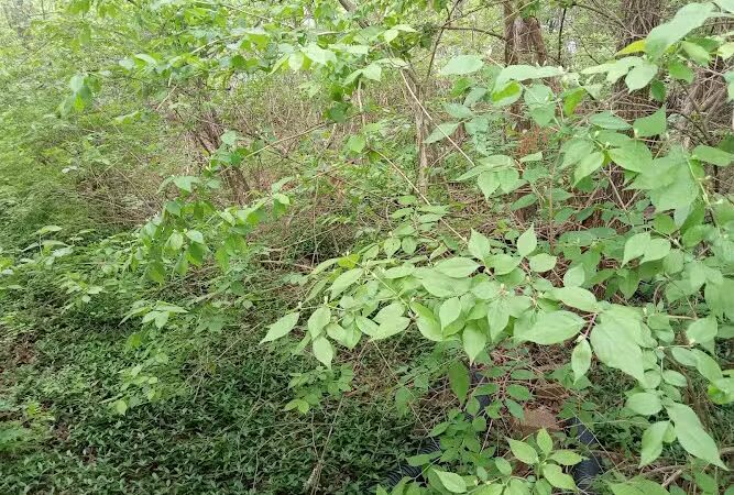 Bagpipe Paradise and DEI Sanctuary - Hillsboro, MO