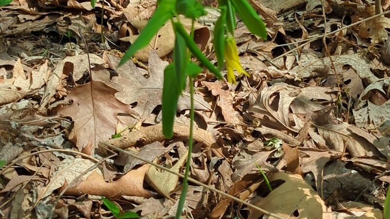 Kress Farm Garden Preserve - Hillsboro, MO