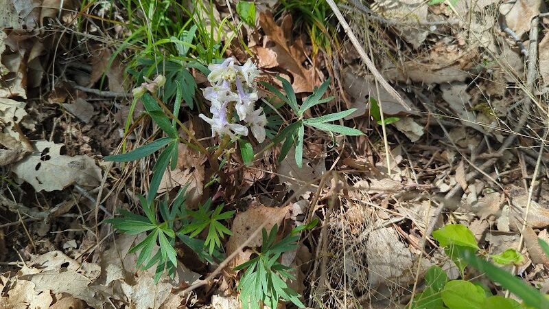 Kress Farm Garden Preserve - Hillsboro, MO