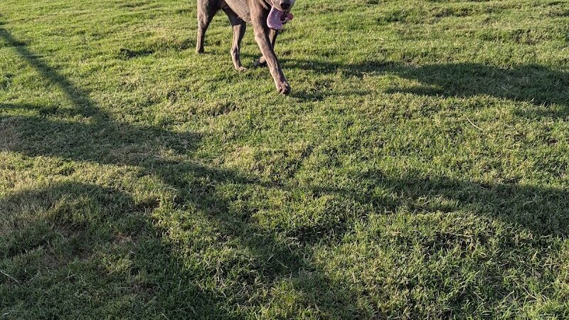 Dog Park at Love's Travel Stops - Hillsboro, TN
