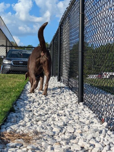Dog Park at Love's Travel Stops - Hillsboro, TN