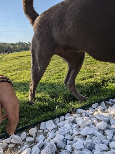 Dog Park at Love's Travel Stops - Hillsboro, TN