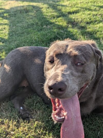 Dog Park at Love's Travel Stops - Hillsboro, TN