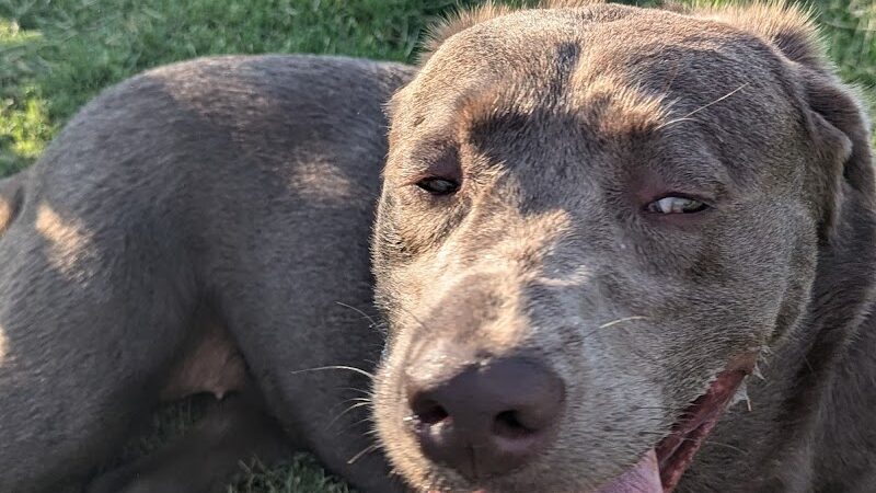 Dog Park at Love's Travel Stops - Hillsboro, TN
