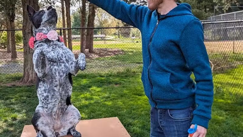 Hillsborough Dog Park - Hillsborough Township, NJ