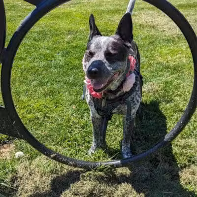 Hillsborough Dog Park - Hillsborough Township, NJ