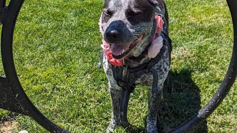Hillsborough Dog Park - Hillsborough Township, NJ