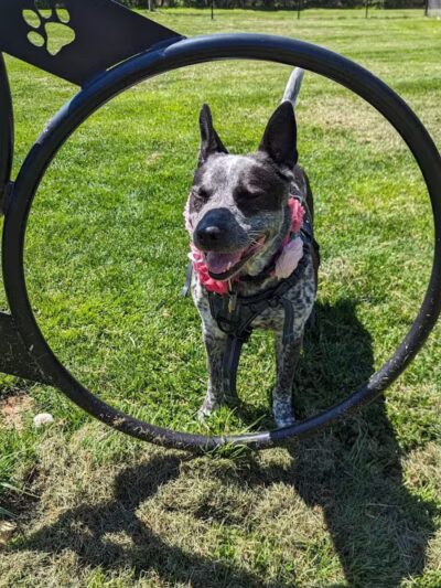 Hillsborough Dog Park - Hillsborough Township, NJ