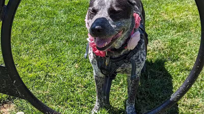 Hillsborough Dog Park - Hillsborough Township, NJ