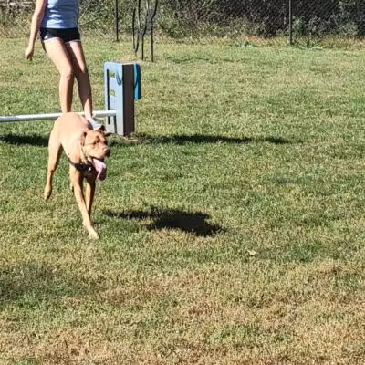 Hillsborough Dog Park - Hillsborough Township, NJ