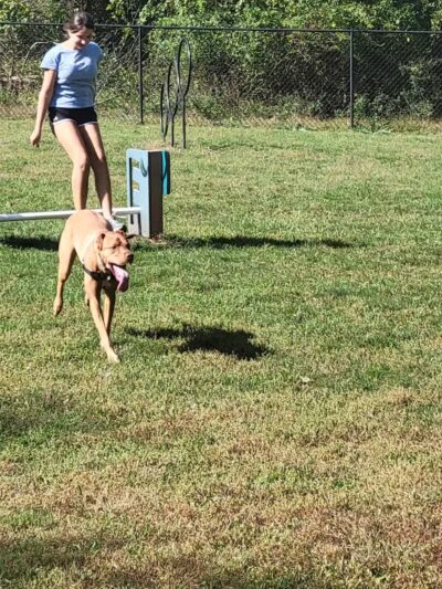 Hillsborough Dog Park - Hillsborough Township, NJ