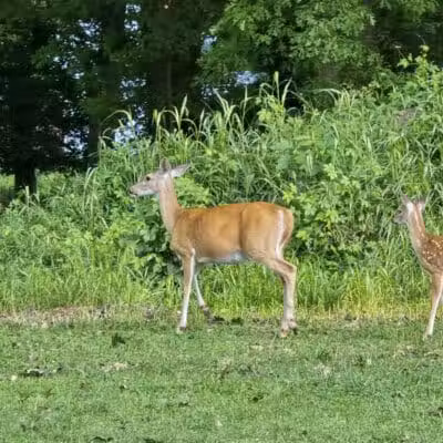 Conant Park - Hillside, NJ