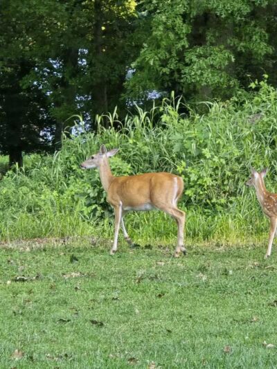 Conant Park - Hillside, NJ