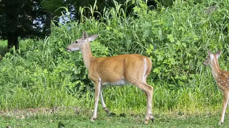 Conant Park - Hillside, NJ