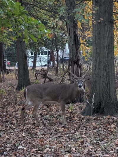 Elizabeth River Park - Hillside, NJ