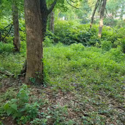 Elizabeth River Park - Hillside, NJ