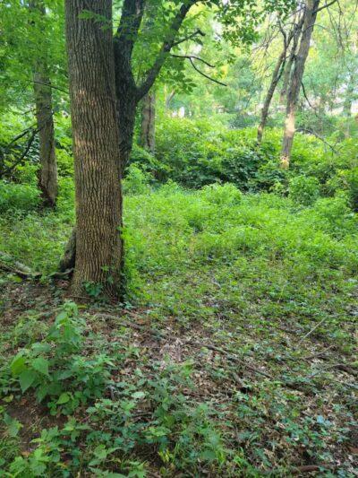 Elizabeth River Park - Hillside, NJ