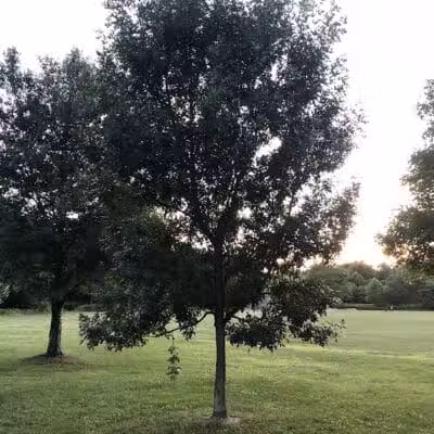 Rutgers Avenue Park - Hillside, NJ
