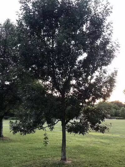 Rutgers Avenue Park - Hillside, NJ