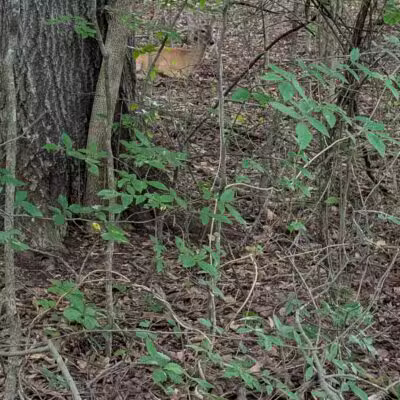 Greenway Farms Dog Park - Hixson, TN