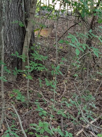Greenway Farms Dog Park - Hixson, TN