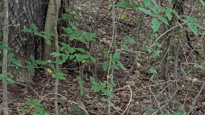 Greenway Farms Dog Park - Hixson, TN