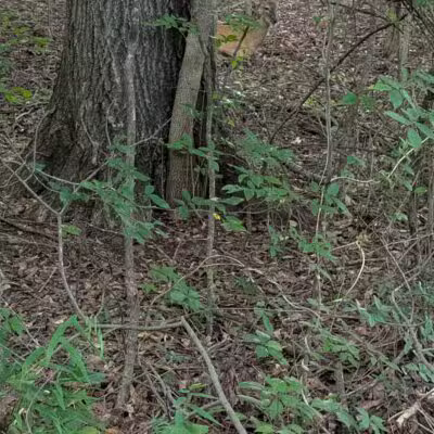 Greenway Farms Dog Park - Hixson, TN