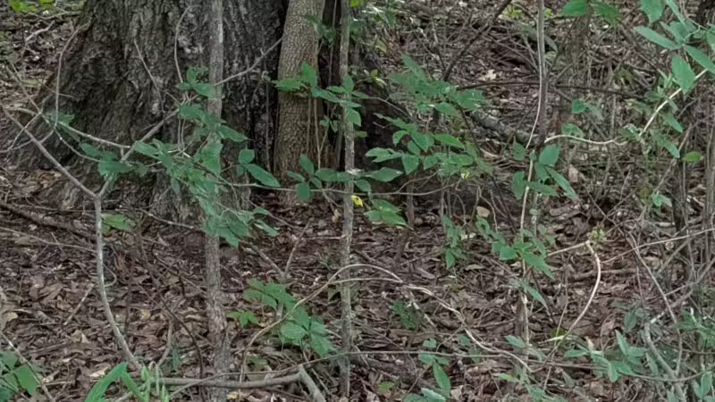 Greenway Farms Dog Park - Hixson, TN