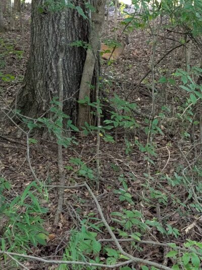 Greenway Farms Dog Park - Hixson, TN