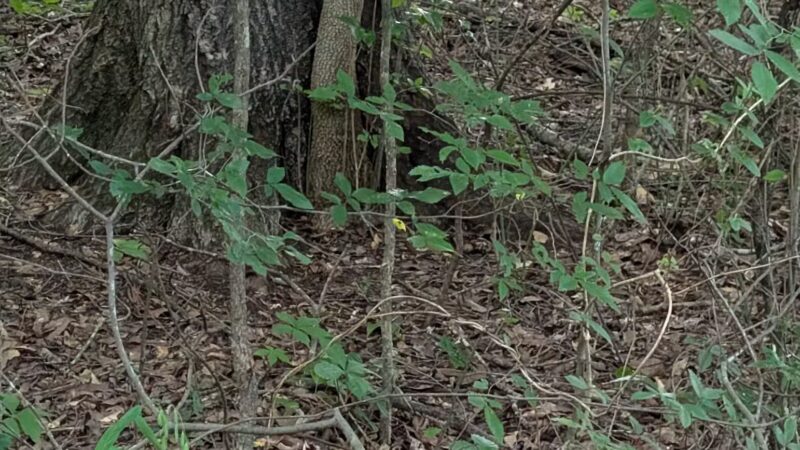Greenway Farms Dog Park - Hixson, TN