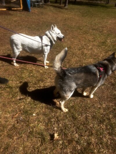 Dog Paddle Park - Hixson, TN