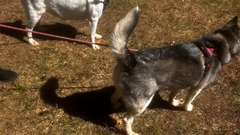 Dog Paddle Park - Hixson, TN