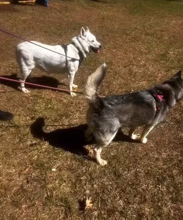 Dog Paddle Park - Hixson, TN