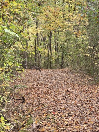 Greenway Farm Park - Hixson, TN