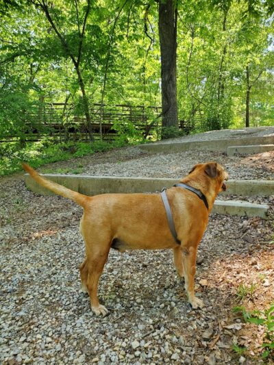 Greenway Farms Dog Park - Hixson, TN