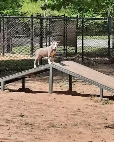 Greenway Farms Dog Park - Hixson, TN