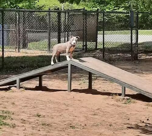 Greenway Farms Dog Park - Hixson, TN