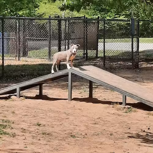Greenway Farms Dog Park - Hixson, TN
