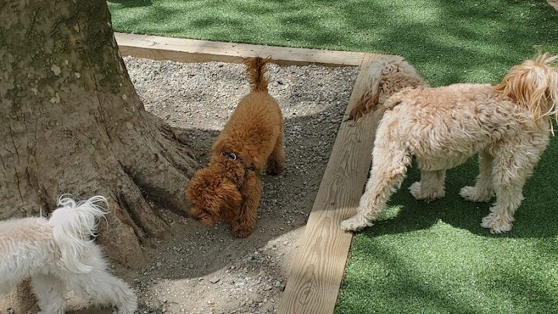 Church Square Park Dog Park - Hoboken, NJ