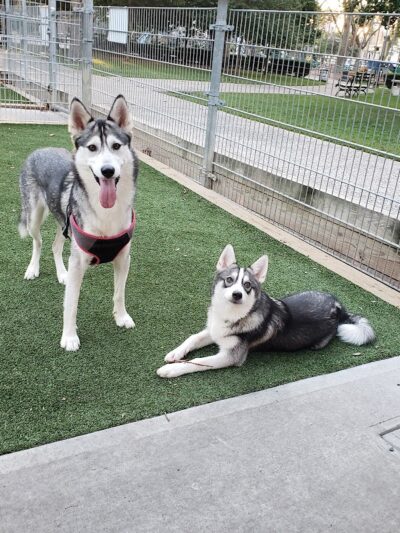 Church Square Park Dog Park - Hoboken, NJ